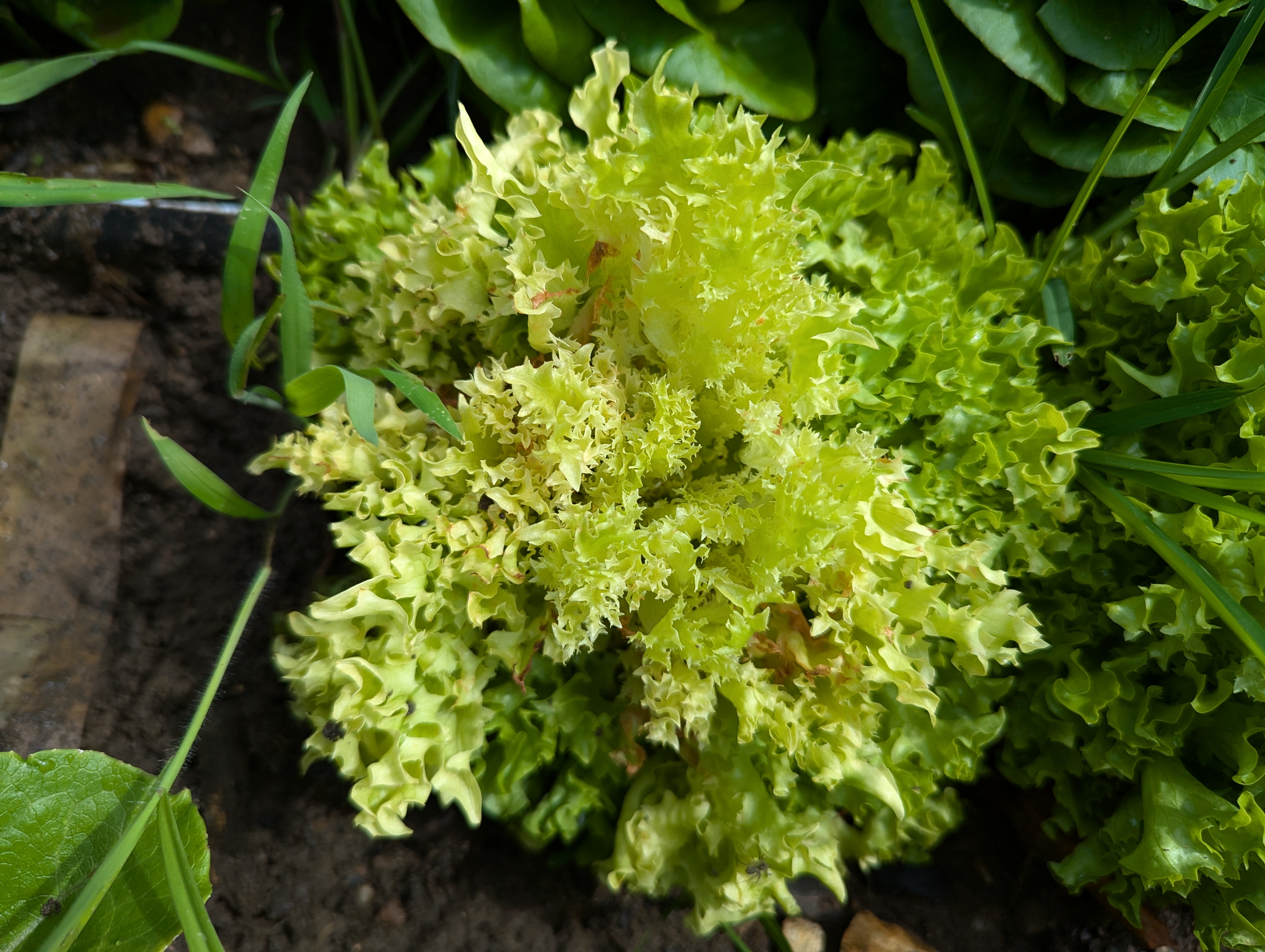 yellowing lettuce